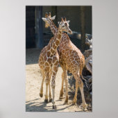 Giraffen Poster (Vorne)