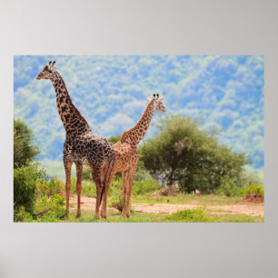 Giraffen Poster