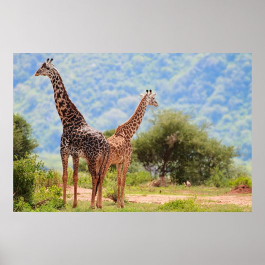 Giraffen Poster (Vorne)