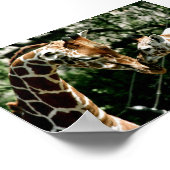 Giraffen Poster (Ecke)