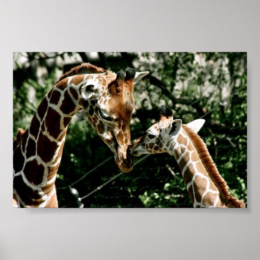 Giraffen Poster (Vorne)
