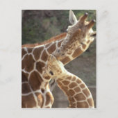 Giraffen Postkarte (Vorderseite)
