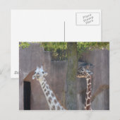 Giraffen Postkarte (Vorne/Hinten)