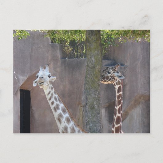Giraffen Postkarte (Vorderseite)