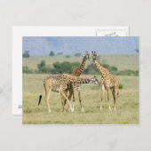 Giraffen Postkarte (Vorne/Hinten)