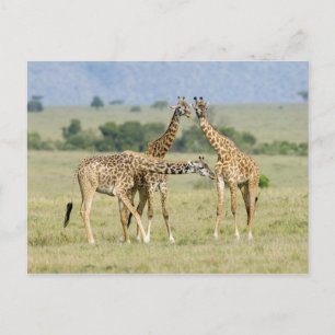 Giraffen Postkarte