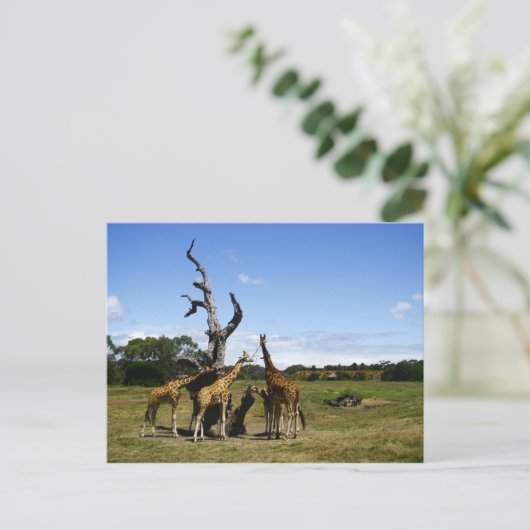 Giraffen Postkarte (Stehend Vorderseite)