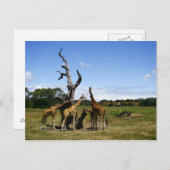 Giraffen Postkarte (Vorne/Hinten)