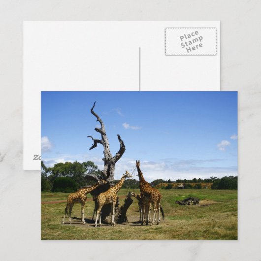 Giraffen Postkarte (Vorne/Hinten)