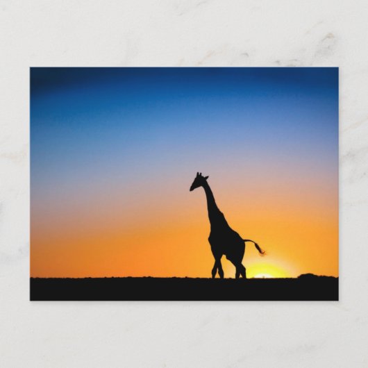 Giraffen Postkarte (Vorderseite)