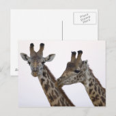 Giraffen Postkarte (Vorne/Hinten)