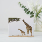Giraffen Postkarte (Stehend Vorderseite)