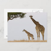 Giraffen Postkarte (Vorne/Hinten)