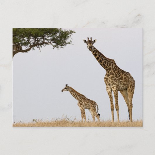 Giraffen Postkarte (Vorderseite)