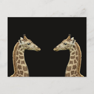 Giraffen Postkarte