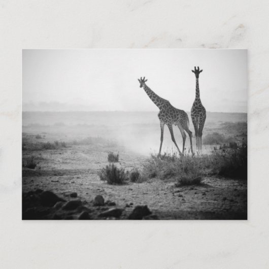 Giraffen Postkarte (Vorderseite)