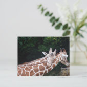 Giraffen Reiben Postkarte (Stehend Vorderseite)