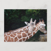 Giraffen Reiben Postkarte (Vorderseite)