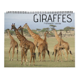 Giraffen-Safari 2027 großer Kalender