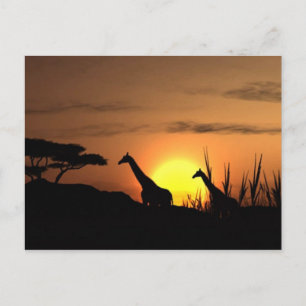 "Giraffen-Silhouette beim Sonnenuntergang" Postkar Postkarte