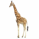 Giraffen-Skulptur Freistehende Fotoskulptur<br><div class="desc">AcrylFotoskulptur einer hübschen braunen und tan Giraffe. Dieses ist ein großes décor Stück für Ihr Safari-Partythema,  das überall verwendet werden kann,  selbst als Teil eines Mittelstücks! See AcrylFotoskulptur-Button,  -Schlüsselanhänger,  -magneten und -verzierung zusammenbringend. Sehen Sie die gesamte Safari-Foto-Skulptur im DEKOR | Stütze- u. Mittelstückabschnitt.</div>