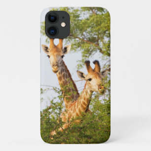 Giraffen spähen über die Vegetation Case-Mate iPhone Hülle