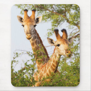Giraffen spähen über die Vegetation Mousepad