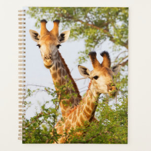 Giraffen spähen über die Vegetation Planer
