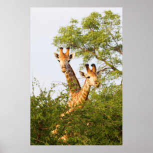 Giraffen spähen über die Vegetation Poster