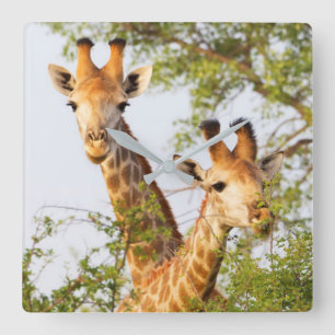 Giraffen spähen über die Vegetation Quadratische Wanduhr