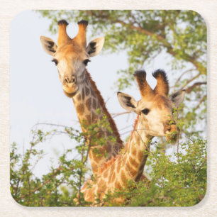 Giraffen spähen über die Vegetation Rechteckiger Pappuntersetzer