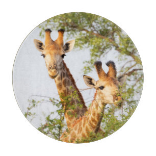 Giraffen spähen über die Vegetation Schneidebrett