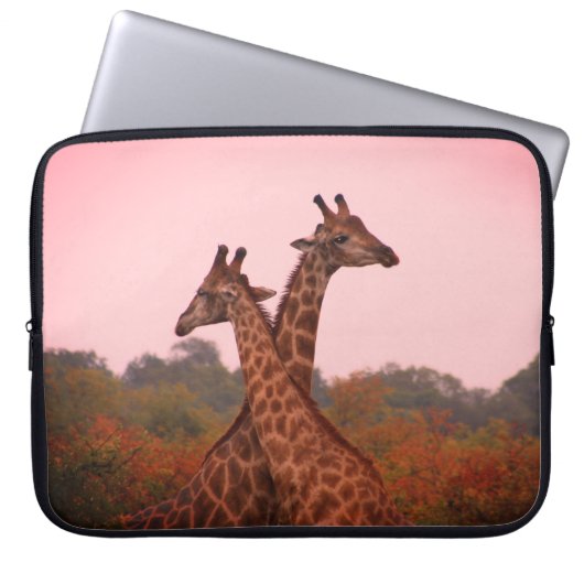 Giraffen, stehend in Mopanobäumen mit rosa Himmel Laptopschutzhülle (Vorderseite)