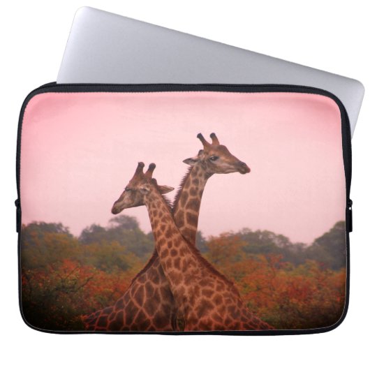 Giraffen, stehend in Mopanobäumen mit rosa Himmel Laptopschutzhülle (Vorderseite)
