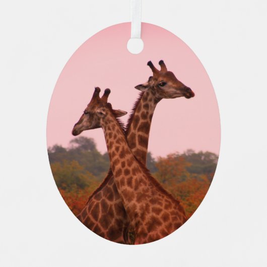 Giraffen, stehend in Mopanobäumen mit rosa Himmel Ornament Aus Metall (Vorderseite)