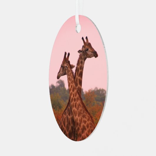 Giraffen, stehend in Mopanobäumen mit rosa Himmel Ornament Aus Metall (Vorderseite links)