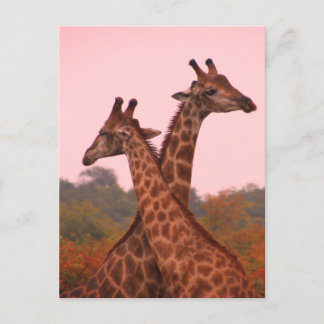 Giraffen, stehend in Mopanobäumen mit rosa Himmel Postkarte
