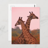 Giraffen, stehend in Mopanobäumen mit rosa Himmel Postkarte (Vorne/Hinten)