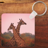 Giraffen, stehend in Mopanobäumen mit rosa Himmel Schlüsselanhänger (Rückseite)