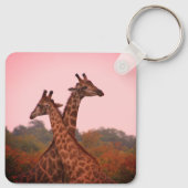 Giraffen, stehend in Mopanobäumen mit rosa Himmel Schlüsselanhänger (Rückseite)