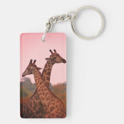 Giraffen, stehend in Mopanobäumen mit rosa Himmel Schlüsselanhänger (Rückseite)
