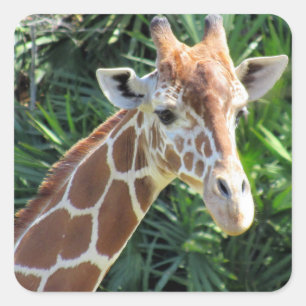 Giraffen-Sticker Quadratischer Aufkleber
