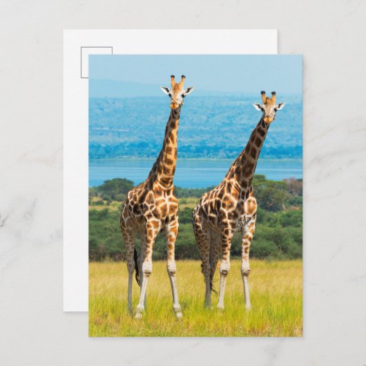 Giraffen über die Savanna, Uganda Postkarte (Vorne/Hinten)
