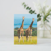 Giraffen über die Savanna, Uganda Postkarte (Stehend Vorderseite)