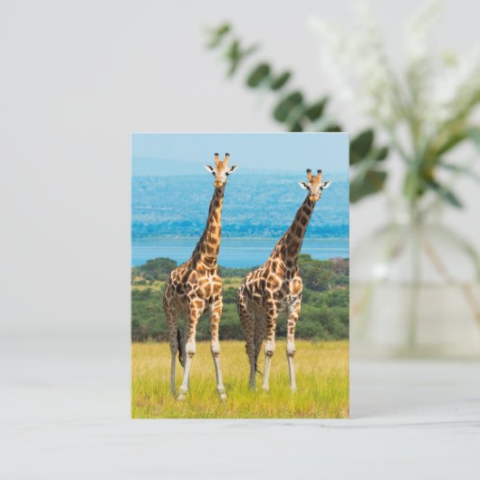 Giraffen über die Savanna, Uganda Postkarte (Stehend Vorderseite)