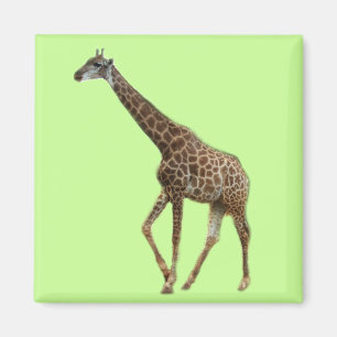 Giraffen und Bäume,长颈鹿. Wildtier-Zoo-Fotografie Magnet