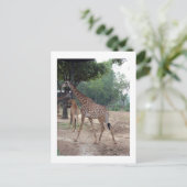 Giraffen und Bäume Postkarte (Stehend Vorderseite)