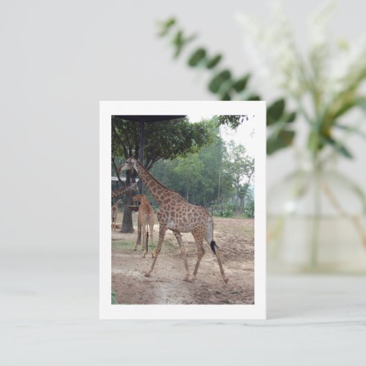 Giraffen und Bäume Postkarte (Stehend Vorderseite)