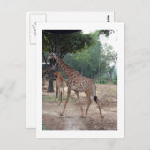 Giraffen und Bäume Postkarte (Vorne/Hinten)