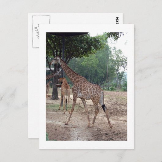 Giraffen und Bäume Postkarte (Vorne/Hinten)